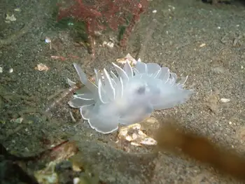 Alabaster Nudibranch