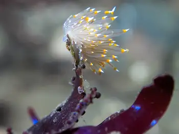 bicolor nudibranch