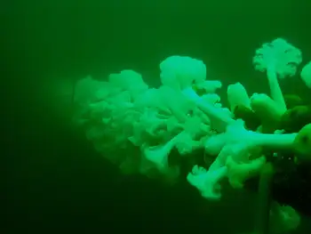 Metridium Anemones