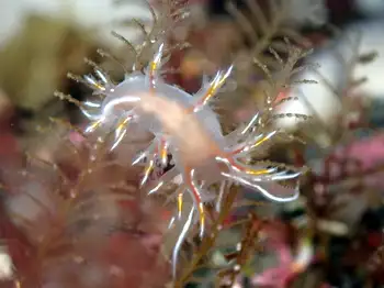 Robilliard's Dendronotid