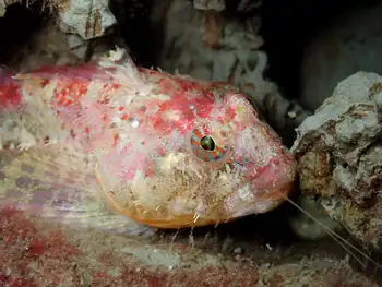 Scalyhead Sculpin