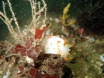 Modest Clown Nudibranch