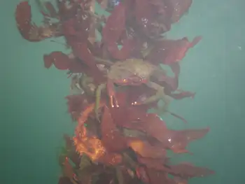 Northern Kelp Crab