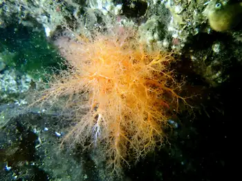 Red Sea Cucumber