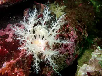 Pale Sea Cucumber