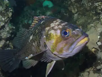 Rockfish