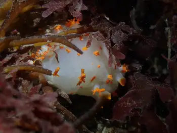 Modest Clown Nudibranch