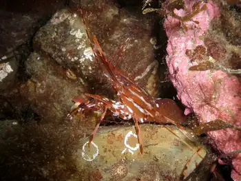 Pacific Prawn