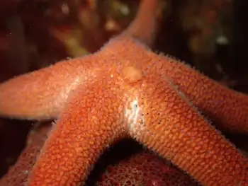Blood Star