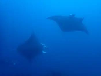 Reef Mantas