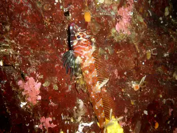 Longfin Sculpin