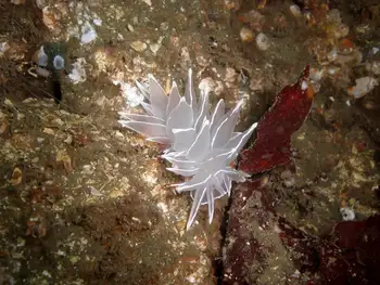 Alabaster Nudibranch