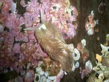 Shaggy Mouse Nudibranch