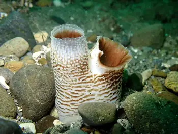 Rough Piddock Clam