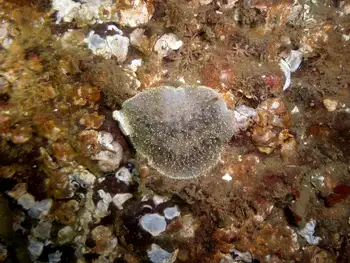 Nanaimo Nudibranch