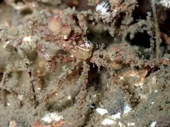 Graceful Decorator Crab
