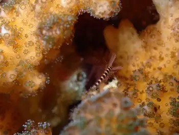 Coral