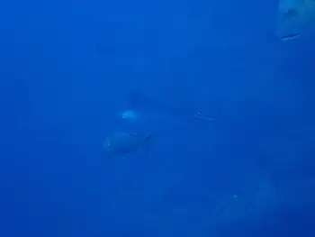 Eagle Ray