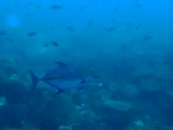 bluefin trevally jack