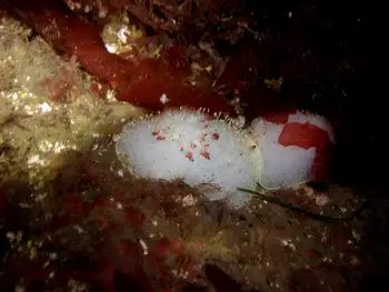 Nanaimo Nudibranch
