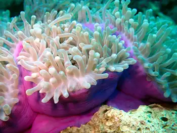 magnificent anemone