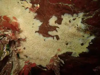 White Glove Leather Tunicate