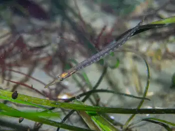 tubesnout fish