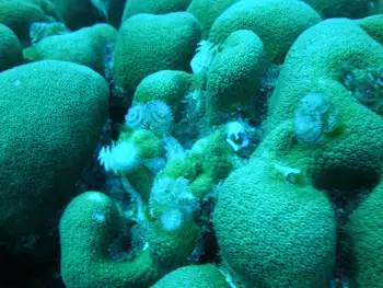 Coral