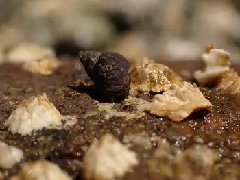 Snail