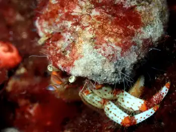 Bering Hermit Crab