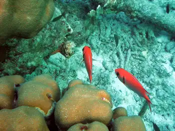 Blackbar Squirrelfish