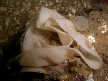 Eggs Nudibranch