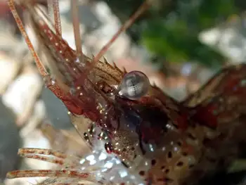 Coonstripe Shrimp