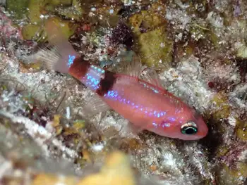 Fish