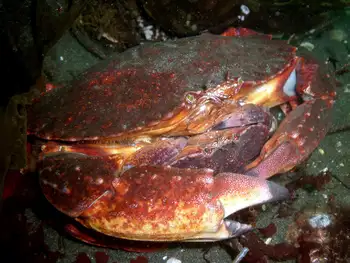 Red Rock Crabs