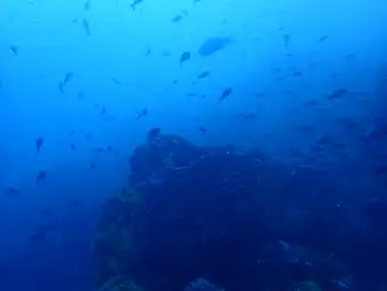 Reef