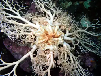 Pacific Basket Star