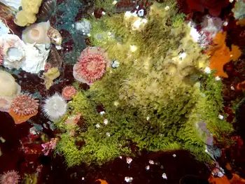 Anemones