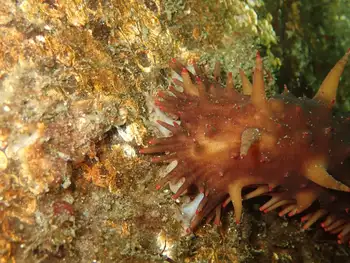 California Sea Cucumber