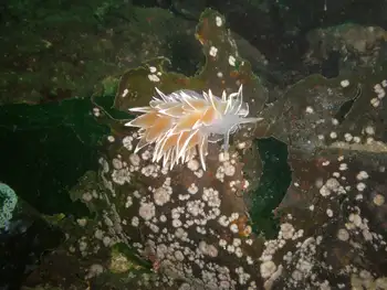 Coral Bryozoans