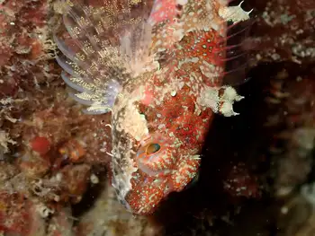 scalyhead sculpin