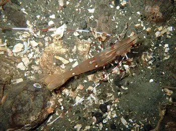 Pacific Prawn
