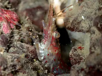 Coonstripe Shrimp
