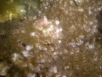 Common Acorn Barnacles