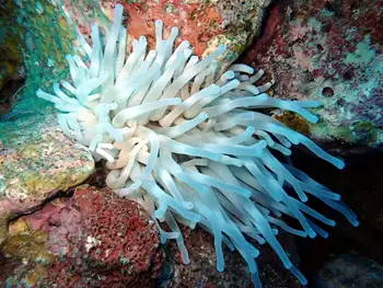 Giant Anemone