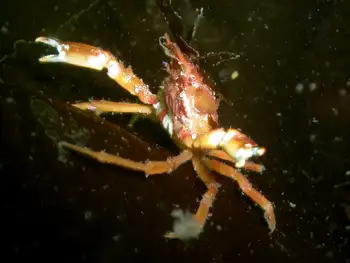 Sharp Nosed Crab