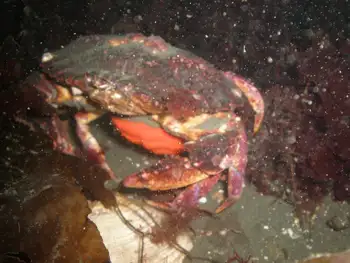 Eggs Red Rock Crab