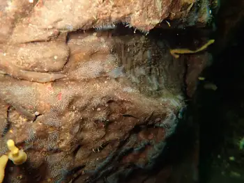 Spider Web Hydroid