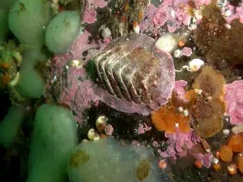 smooth mopalia chiton