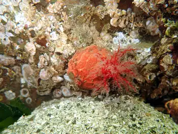Red Creeping Pedal Sea Cucumber
